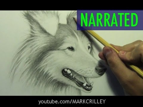 How to Draw a Dog [Narrated Step by Step]