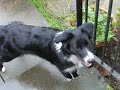 Hollie the Collie Hollie the Collie