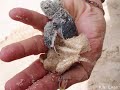SEATRU 2007 - Sea Turtle Conservation Program