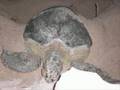 SEATRU 2007 - Sea Turtle Conservation Program