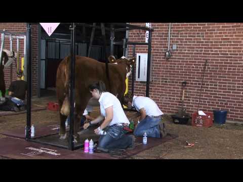 Youtube - Video: 2010 Sure Champ Hereford Junior National - Fitting Contest - American Hereford Association