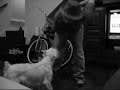 the attack of mr. scottie grey (when mini schnauzers attack)