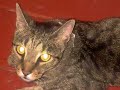crazy-kitty.html