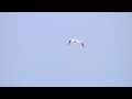 pelican in flight