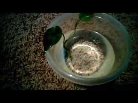 how to cut and replant philodendron