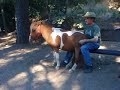 A Lap Full - Miniature Horse sits on man
