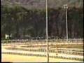1993 (140) POULE DE POTROS (C.E.) (TOTI GUAY)