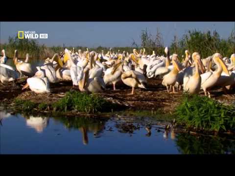 Dunaj evropská Amazonka E02 Dunaj evropská Amazonka E02