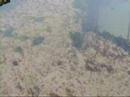 Hopeman Beach
