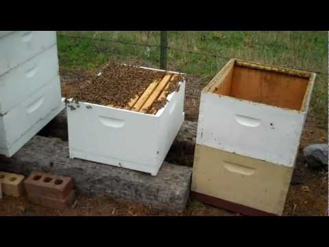 New Beekeeper - What to do now