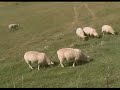 sheep-grazing.html