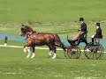 David Matthews Horse Pairs Dressage, Brighton HDT May 2008