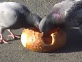 Pigeons san francisco california eating from bread trough