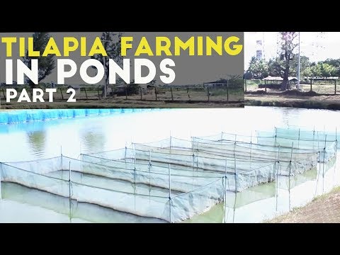 how to grow tilapia