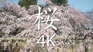 【絶景茨城】桜［4K］茨城県水戸市｜VISIT IBARAKI, JAPAN
