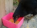 Asi come la gallina veanla muy buena Asi come la gallina veanla muy buena