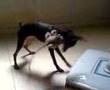 tarsier-on-hold