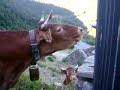 a las vacas les gusta el cacao
