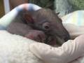 videos de Discovery Cove's First Baby Anteater Thrives with Human Care