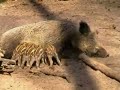 wild pigs wild pigs