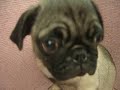 -母幼犬-日新犬舍