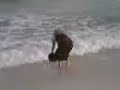 Ashley on the Beach