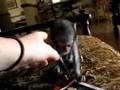Baby vervet monkey