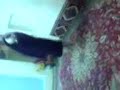 Akhoond Raghas dancing