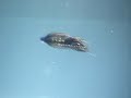 Intruder Tube Fly Underwater Intruder Tube Fly Underwater