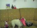 videos de Scheylla com Música de Fim de Ano da Globo