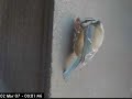 First Entry by a Female Blue Tit