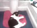Stella in Action