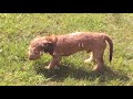 minature dachshund puppy in the garden 