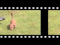 Minature dachshund puppy in the garden.