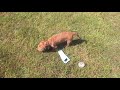 minature dachshund puppy in the garden 