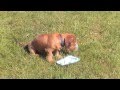 Minature dachshund puppy in the garden.