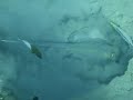 Blue spotted stringray searching for food. Sharm el Naga Egypte 1 aug \ Blue spotted stringray searching for food. Sharm el Naga Egypte 1 aug \