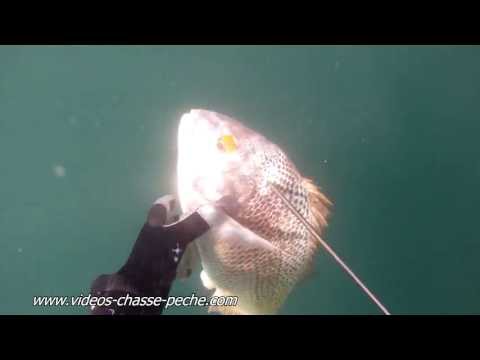 vidéos chasse sous marine hd - Chopa tiré lors d'une partie de chasse sous-marine au Mexique et filmé avec une caméra embarquée GoPro HD au format Full HD 1080p (1 920 x 1 080). Vidéo de c...