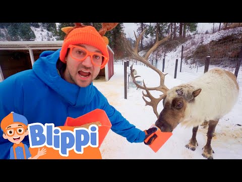 Blippi Visits a Reindeer Farm! Thumbnail