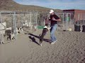 Brenna a wonderful playful dog for adoption at Fortheluvofpaws near Kingman, AZ Brenna a wonderful playful dog for adoption at Fortheluvofpaws near Kingman, AZ