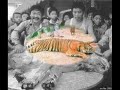 tigers---their-plight
