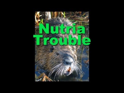 how to control nutria