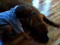Vicious Bullmastiff with toddler part 2 Vicious Bullmastiff with toddler part 2