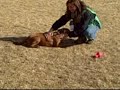 *ADOPTED* Lola A163323 Humane Society Adopt