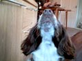 Compare the doggy.com
