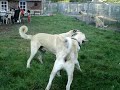 Kangaldogs.nl/ KANGALFARM DUTCH
