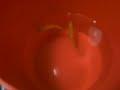 GloFish Spawning