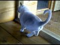 Aurora Bushwacker (Imp AUS)