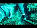 Spearfishing Pescasub Corvo in tana con il C4 115...