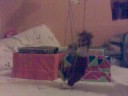 mi marioneta mi marioneta